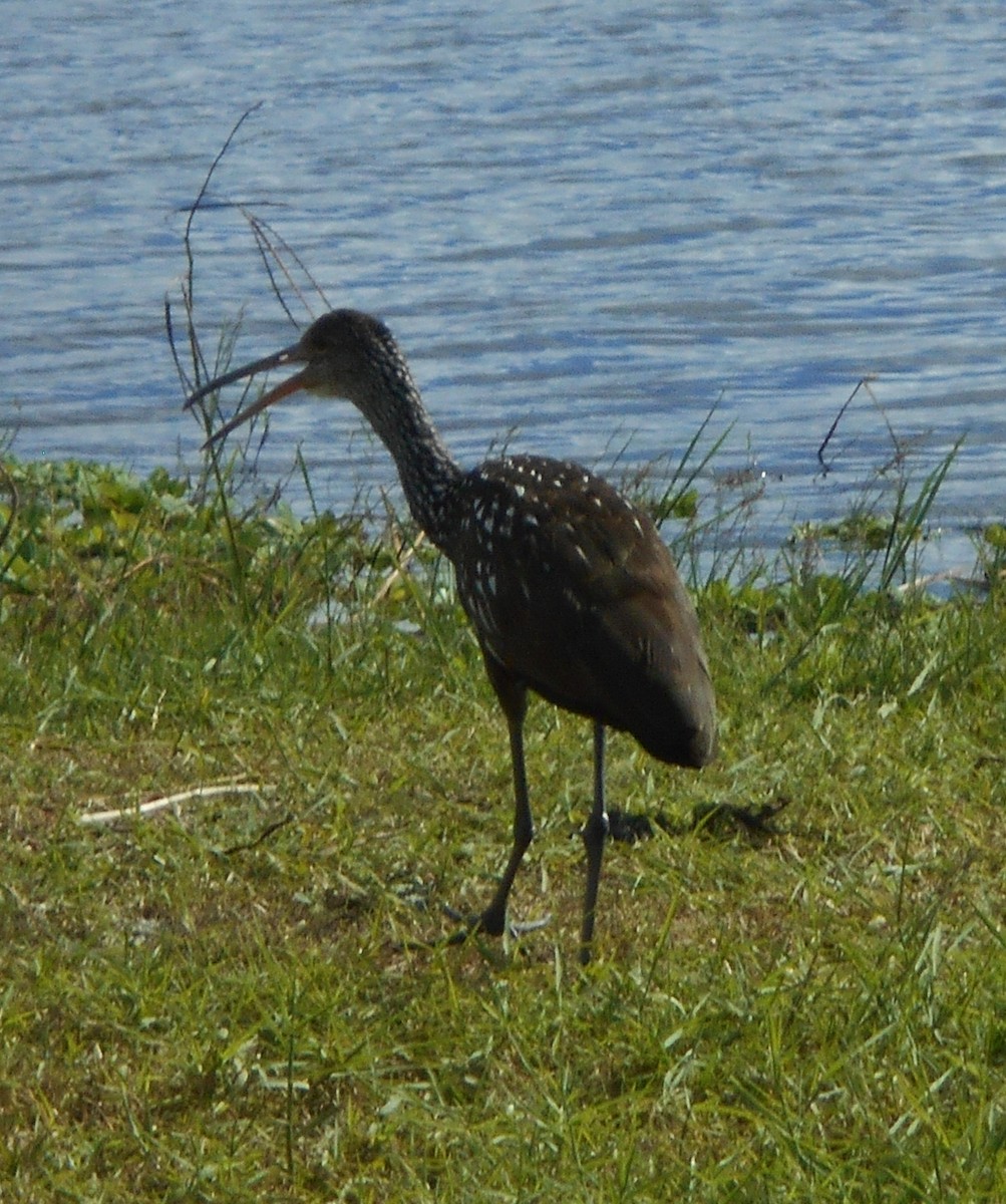 Limpkin - Sharon Buck