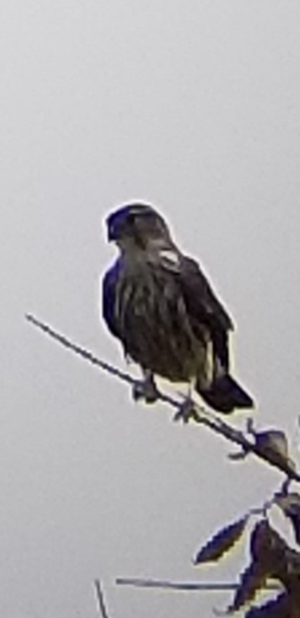 Хайргууна шонхор - ML187285911