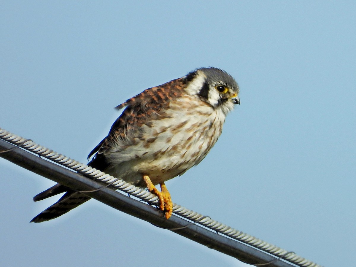 American Kestrel - Michael Musumeche