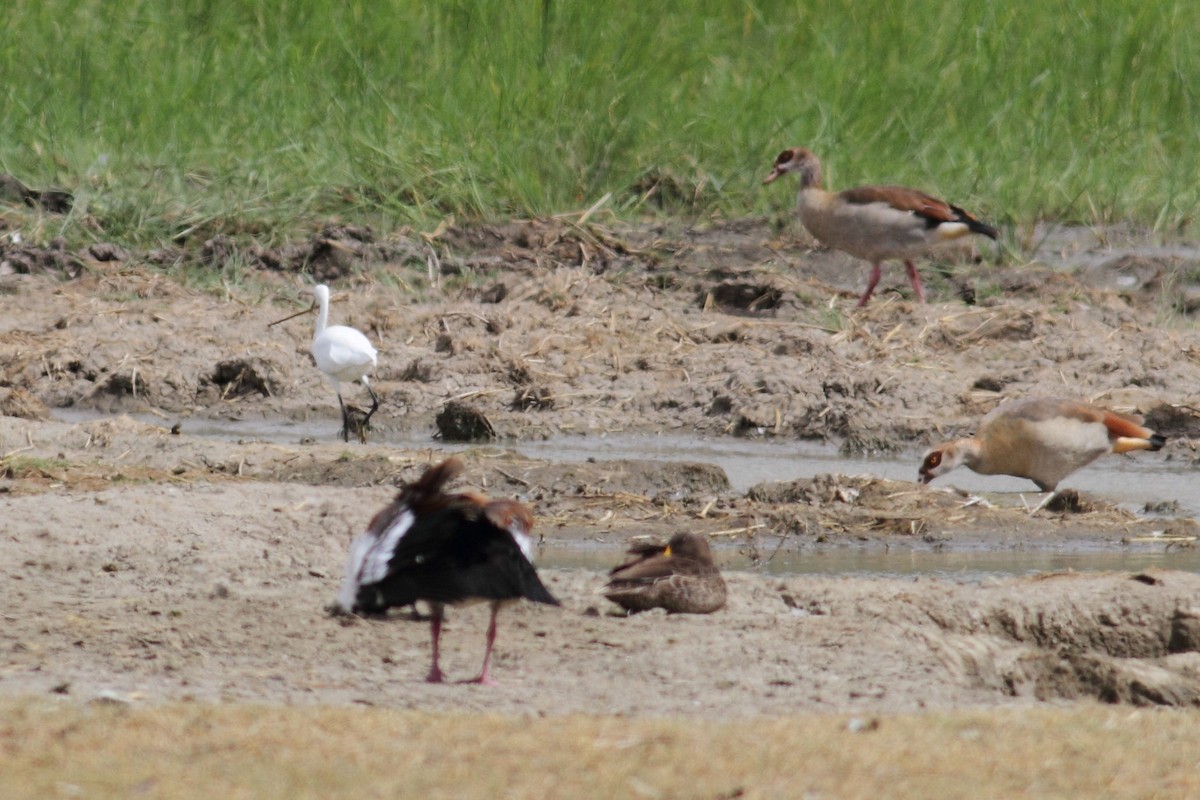 Yellow-billed Duck - ML187287561