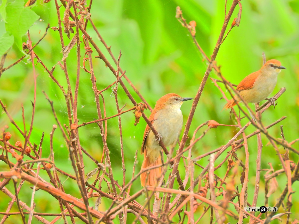 Yellow-chinned Spinetail - ML187288871