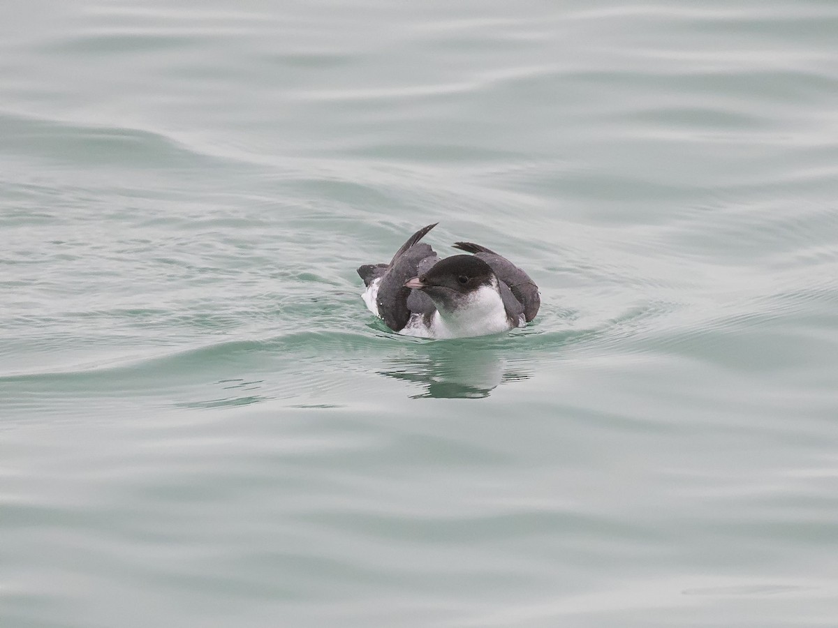 Ancient Murrelet - ML187288941