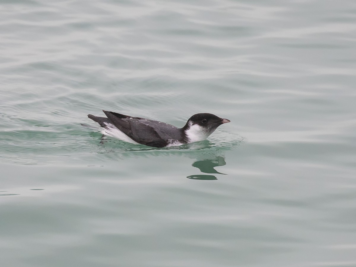 Ancient Murrelet - ML187288951