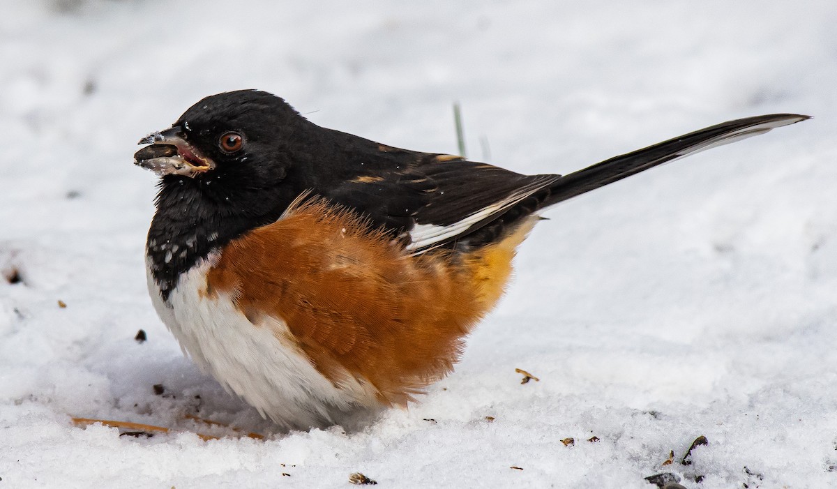 Eastern Towhee - ML187290611