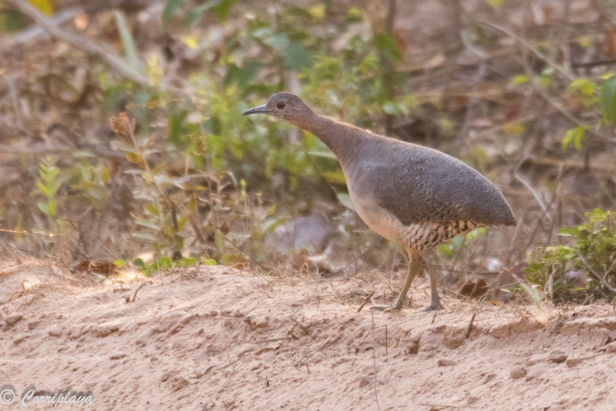 Undulated Tinamou - Fernando del Valle