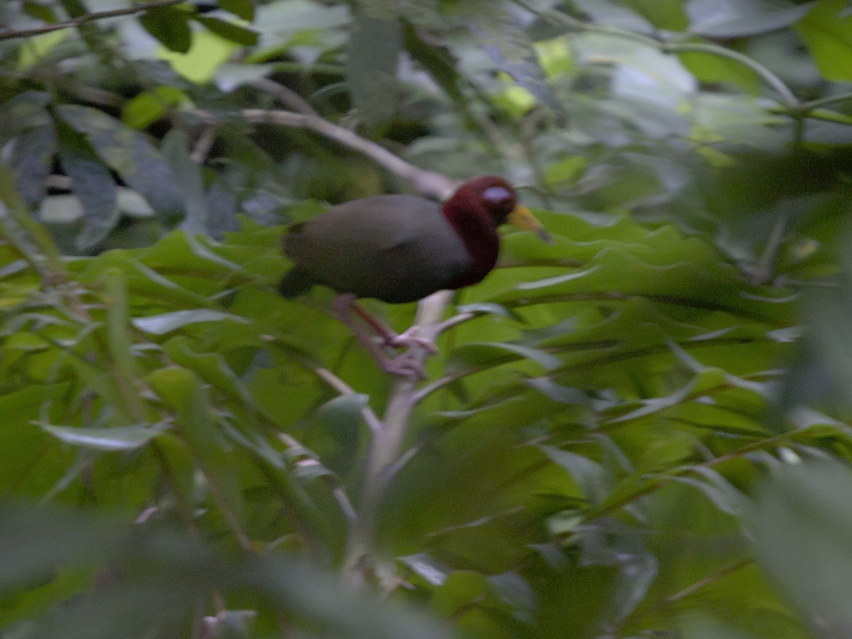 Talaud Rail - Rob Martin