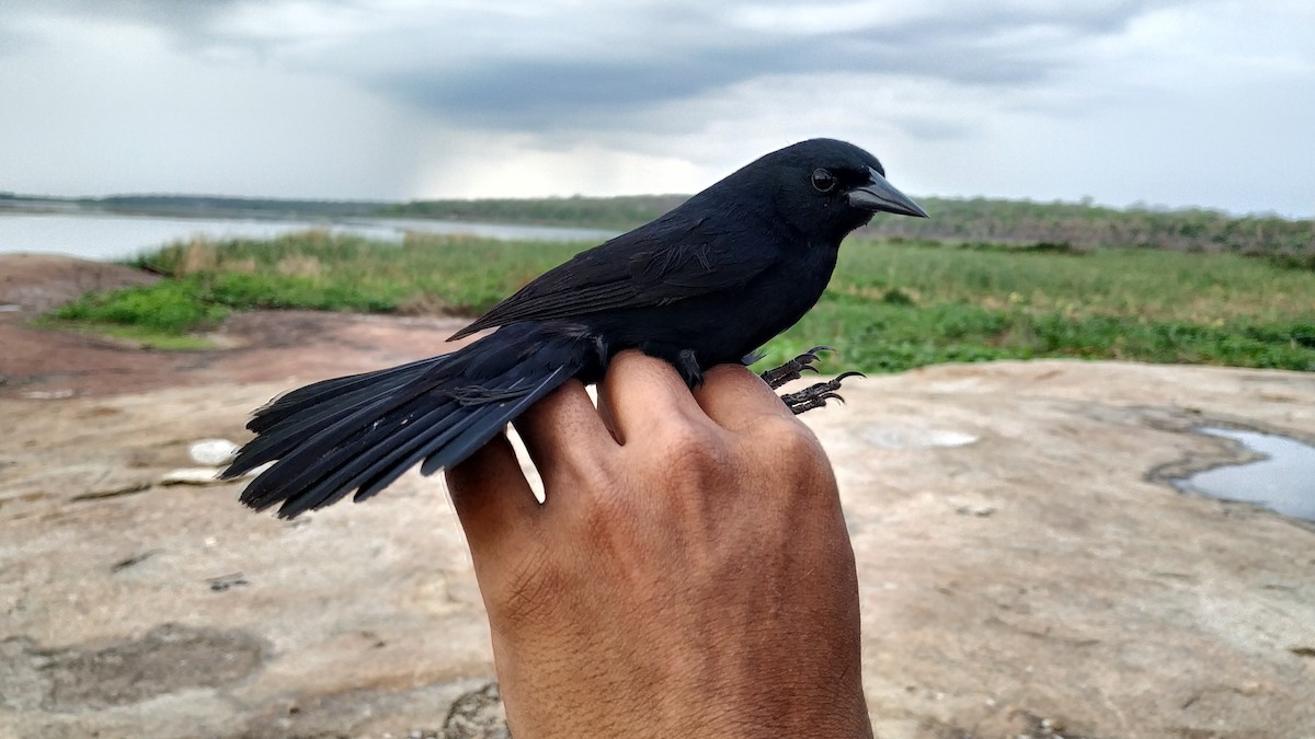 Unicolored Blackbird - ML187291711