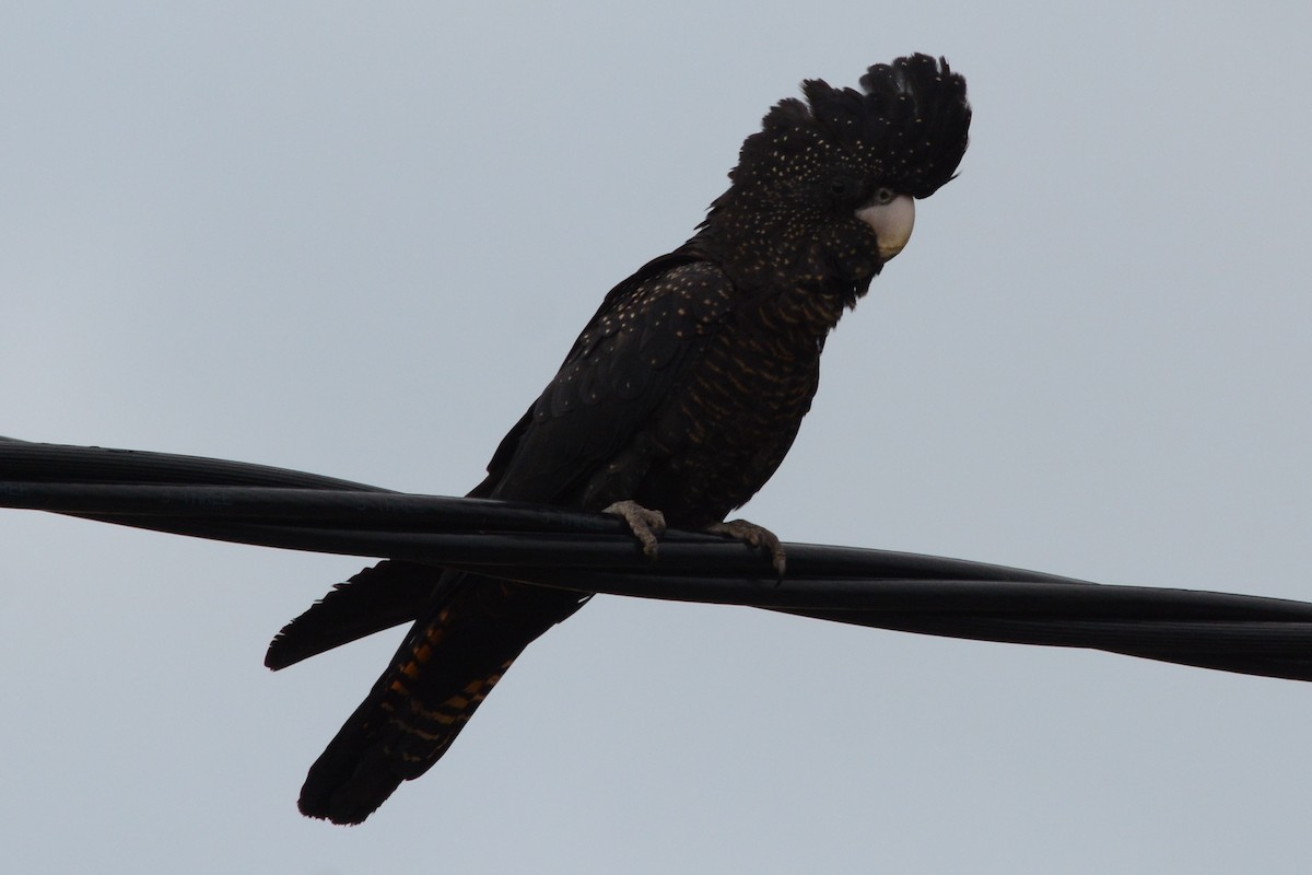 Red-tailed Black-Cockatoo - ML187292491