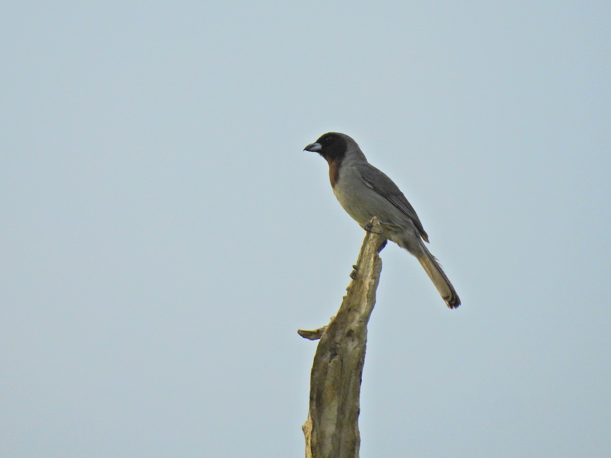 Black-faced Tanager - ML187292681