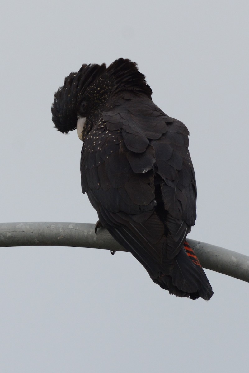 Red-tailed Black-Cockatoo - ML187292761