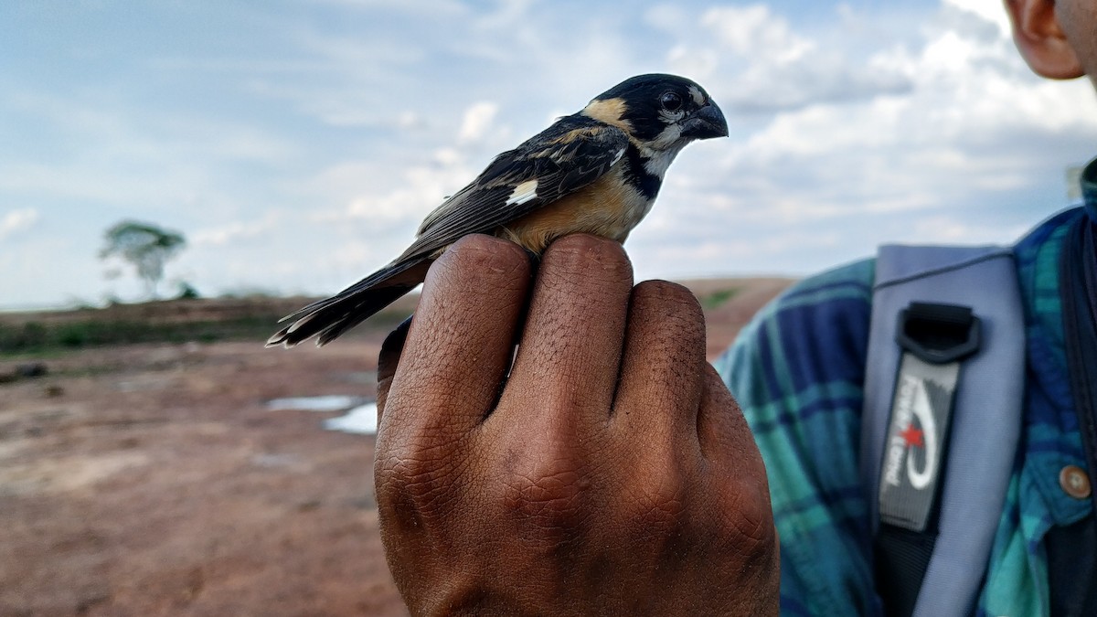 Rusty-collared Seedeater - ML187293711