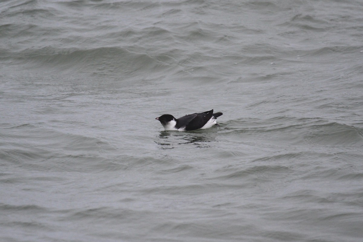 Ancient Murrelet - ML187293951