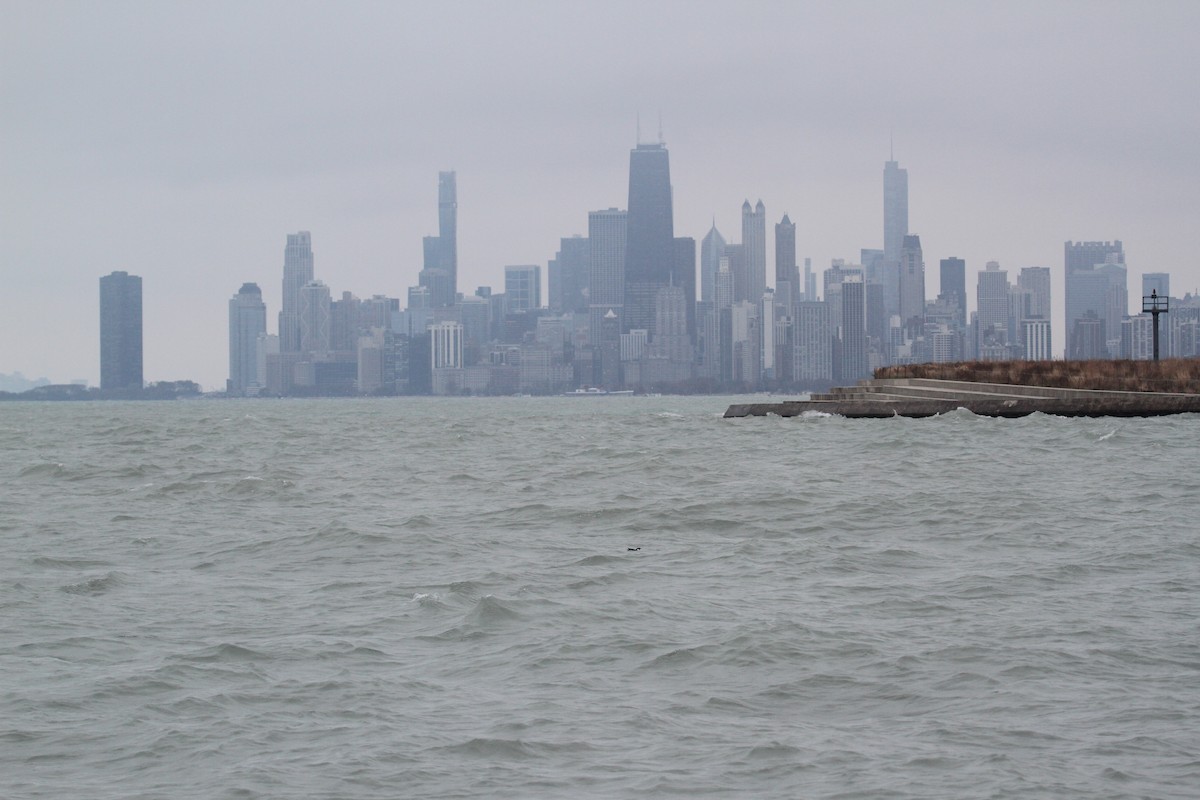 Ancient Murrelet - ML187293961