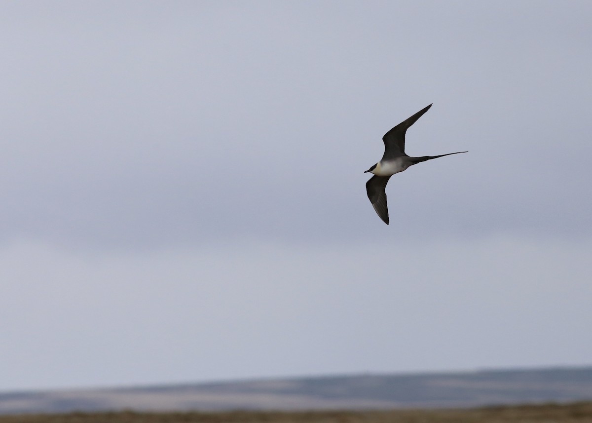 Long-tailed Jaeger - Alan Kneidel