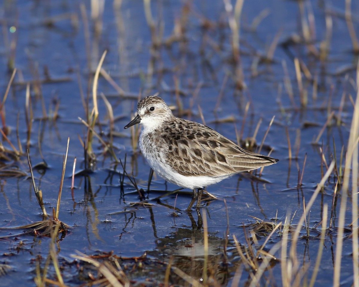 Semipalmated Sandpiper - ML187294541