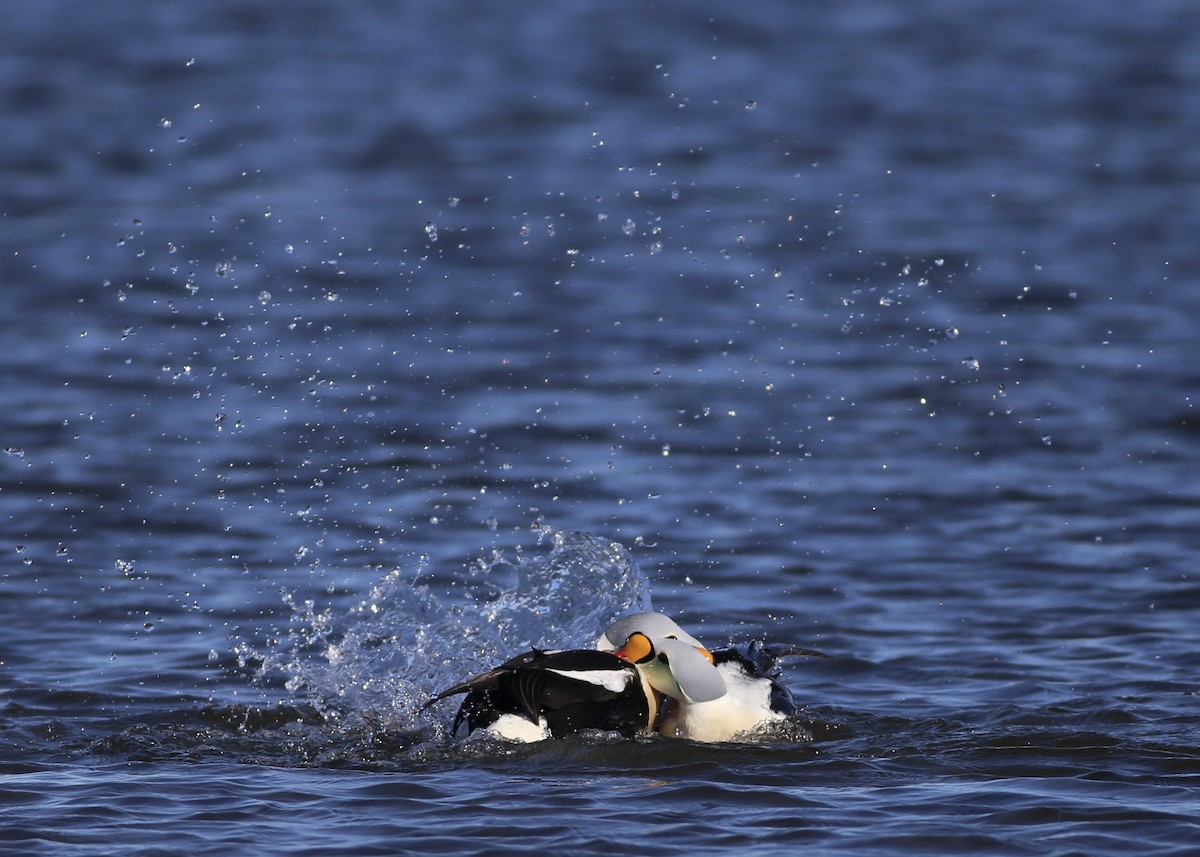 King Eider - Alan Kneidel