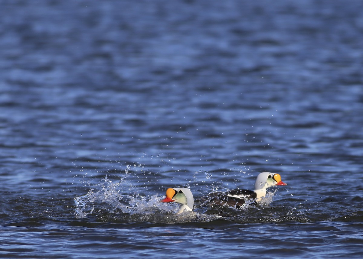 King Eider - Alan Kneidel