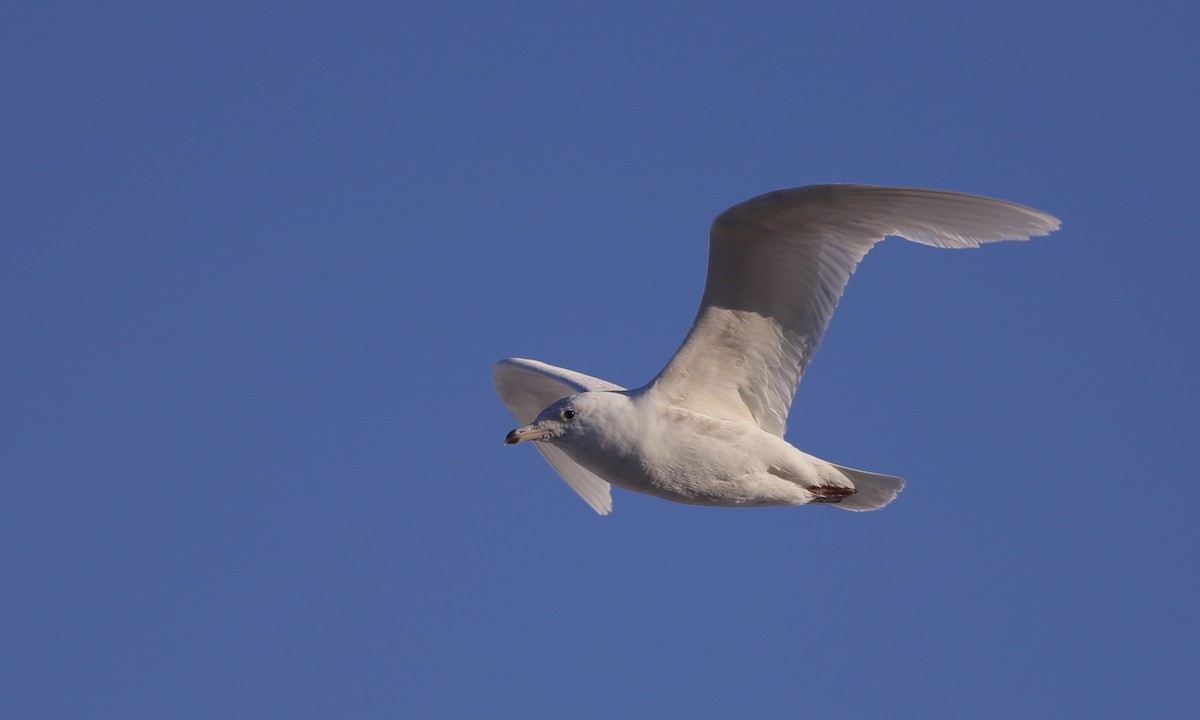 Glaucous Gull - Alan Kneidel