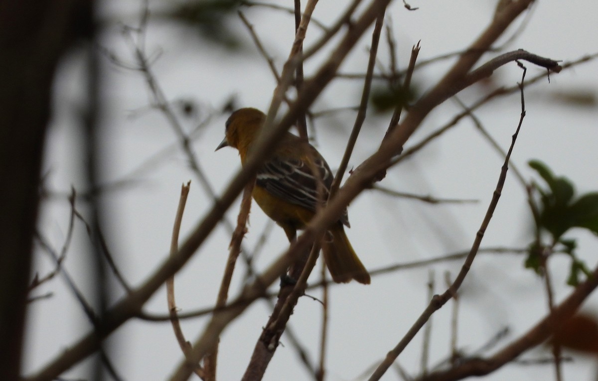 Baltimore Oriole - ML187295181