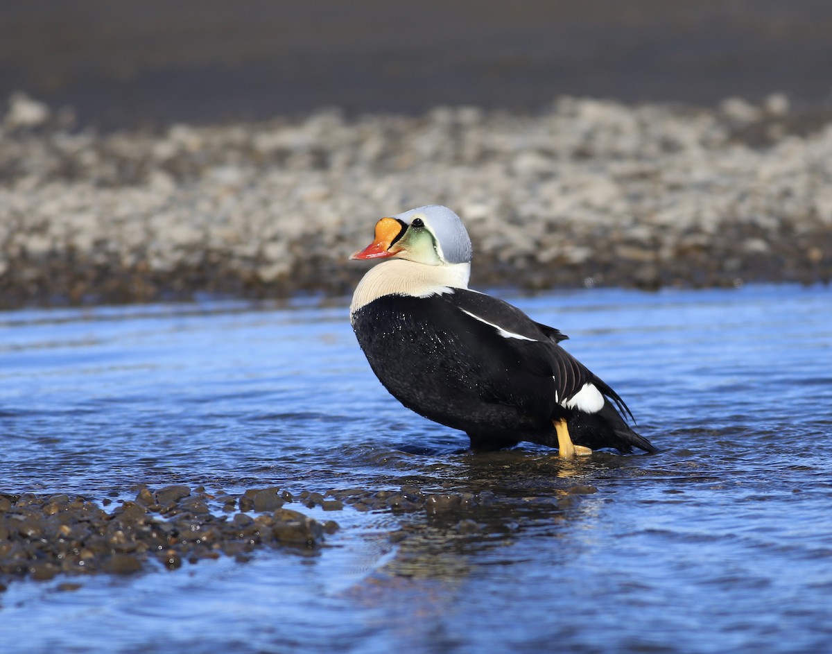 King Eider - ML187296101