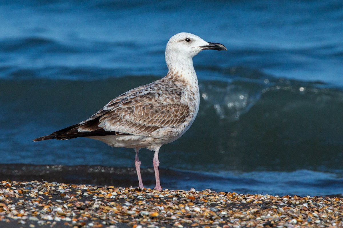 Caspian Gull - ML187297011