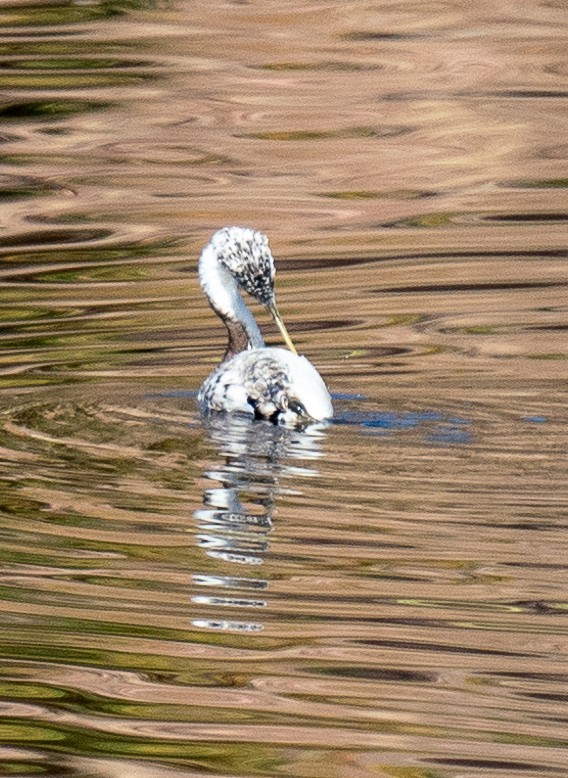 Western Grebe - Jeff Ebright