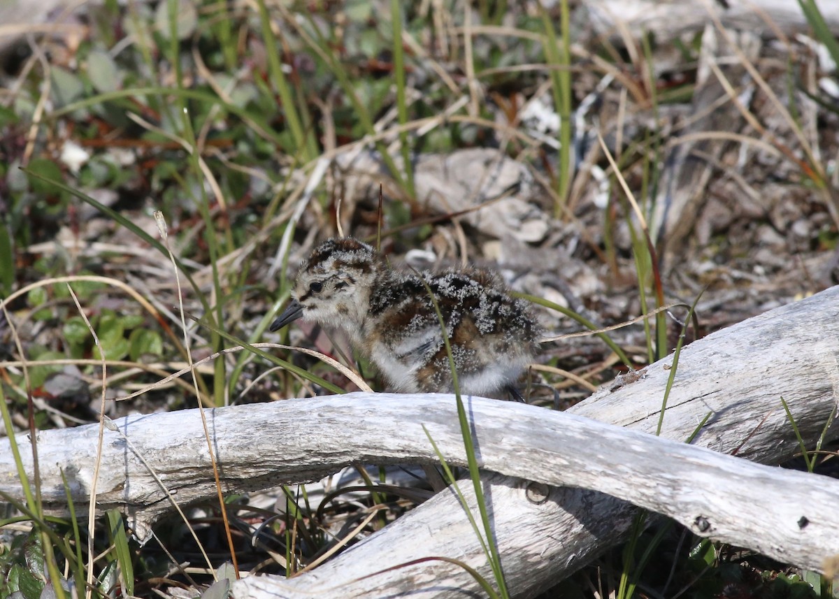 Semipalmated Sandpiper - Alan Kneidel