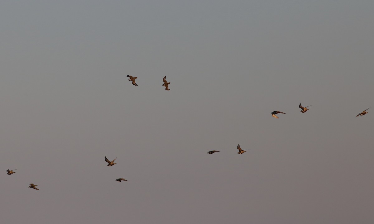 American Golden-Plover - Alan Kneidel