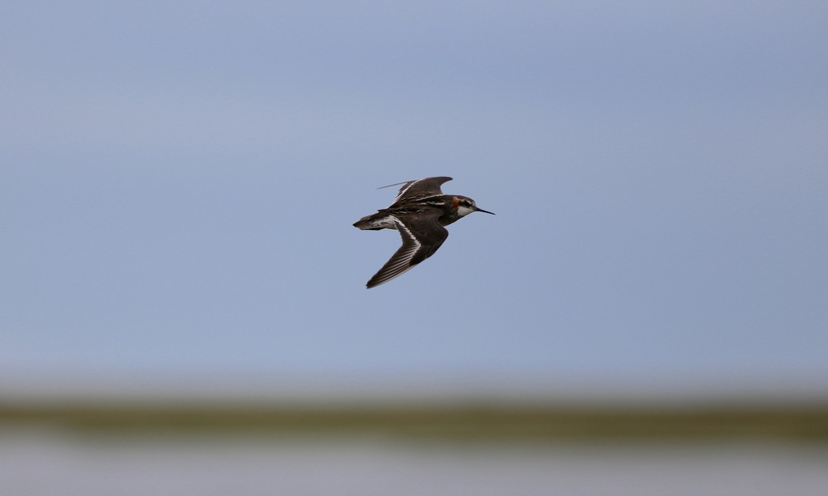 Red-necked Phalarope - ML187301941