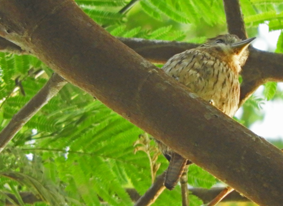 Western Striolated-Puffbird - ML187302121