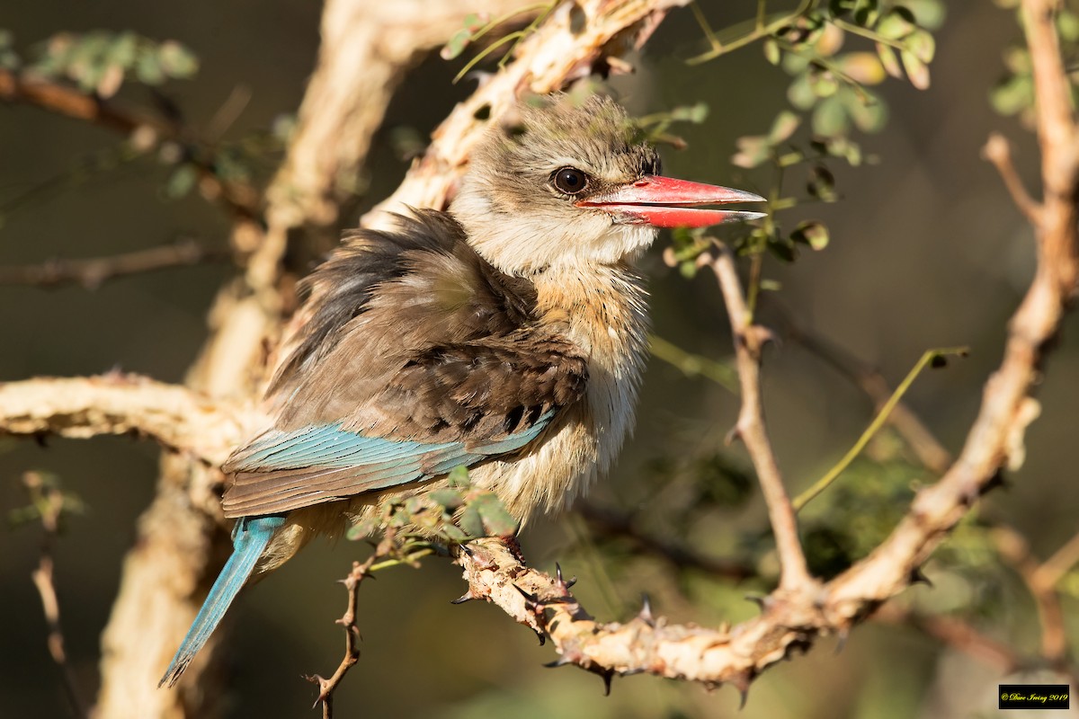 Brown-hooded Kingfisher - ML187302581