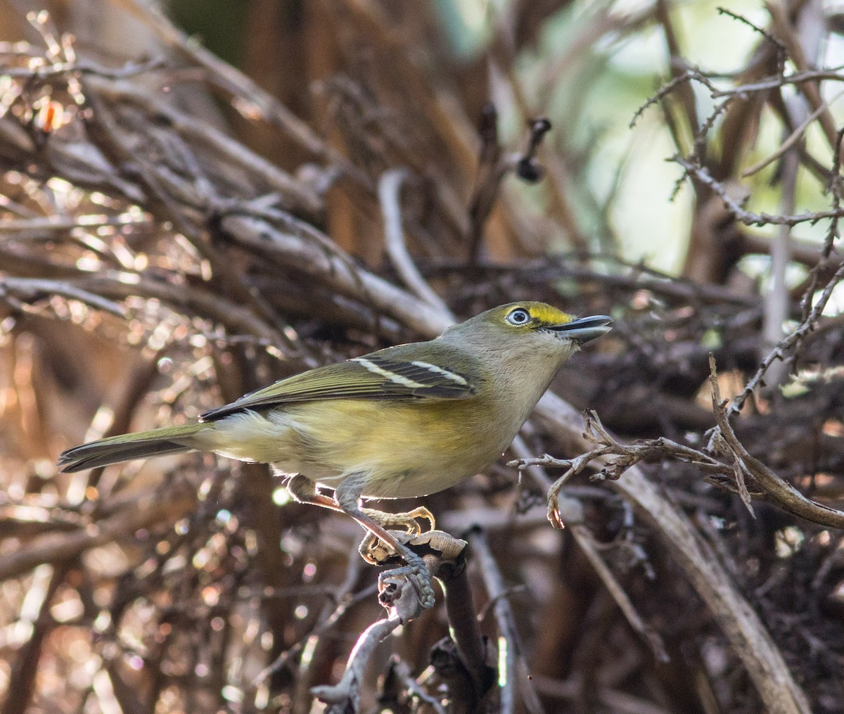 White-eyed Vireo - Mark and Holly Salvato