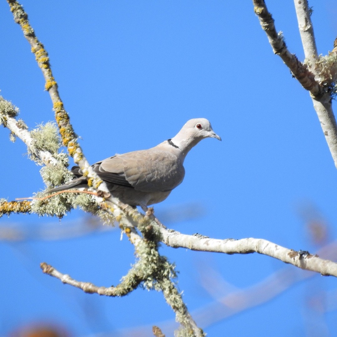 Eurasian Collared-Dove - ML187303311