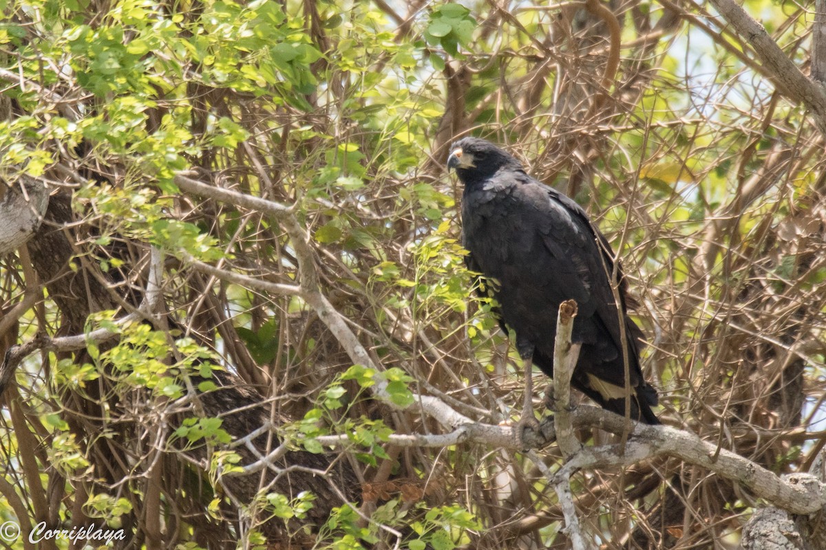 Great Black Hawk - ML187304521