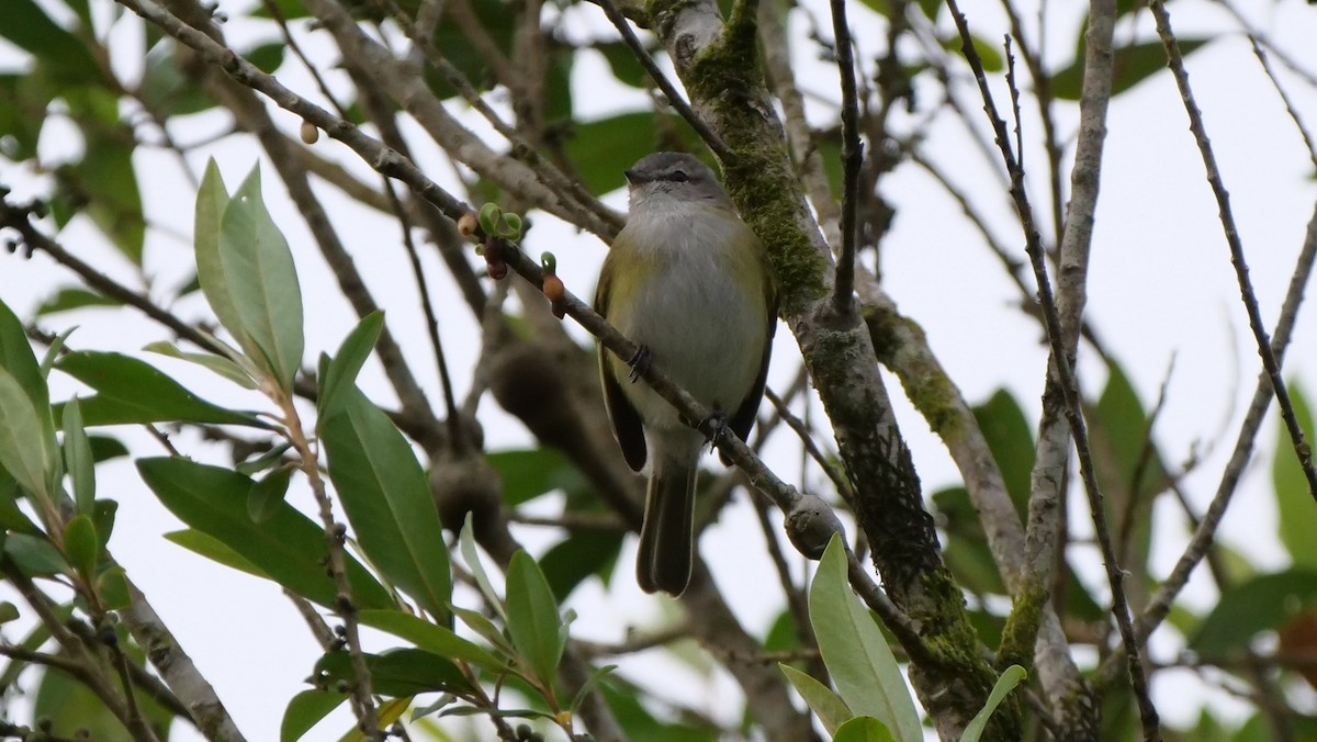 Gray-capped Tyrannulet - Mike Grant