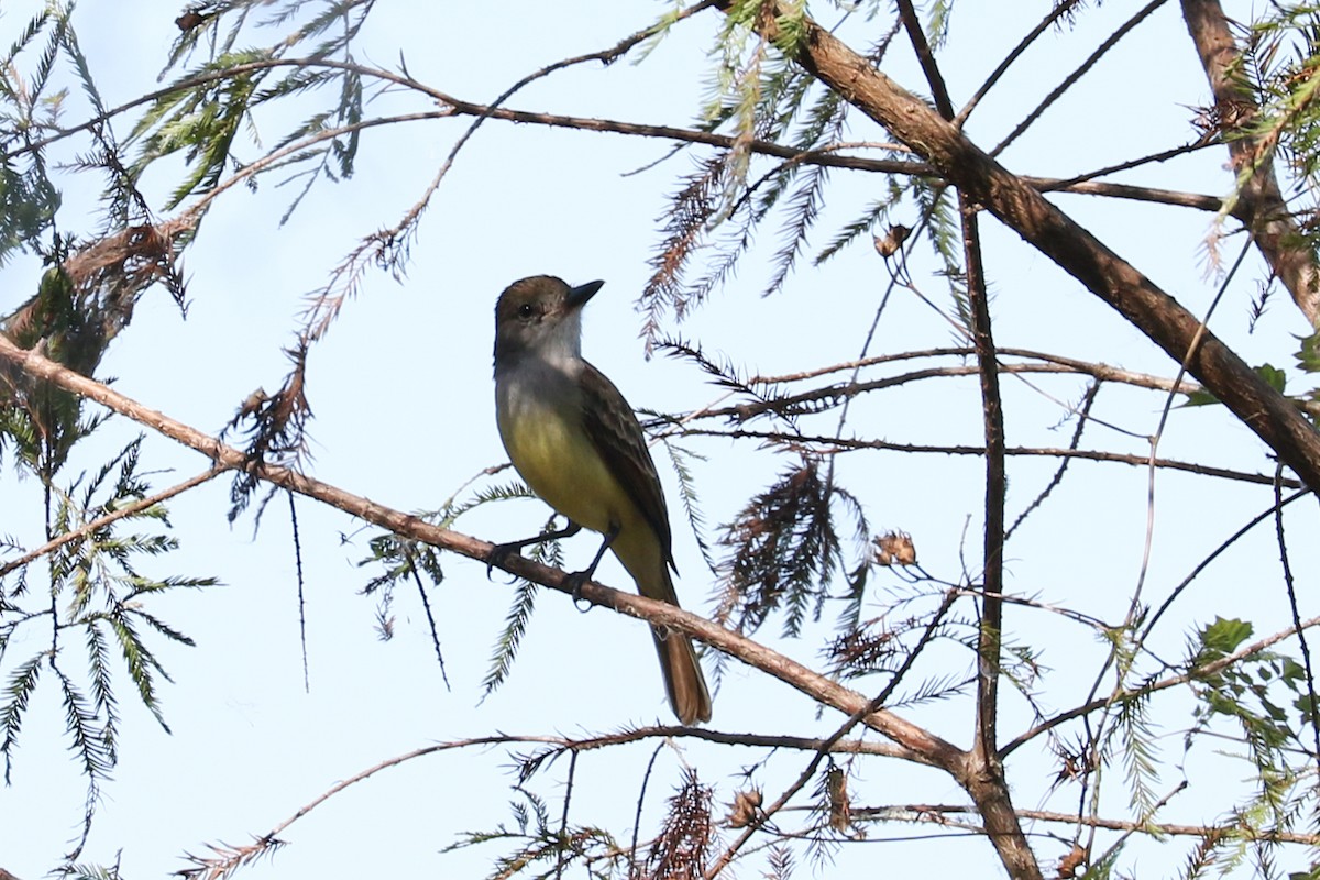 Brown-crested Flycatcher - ML187305651