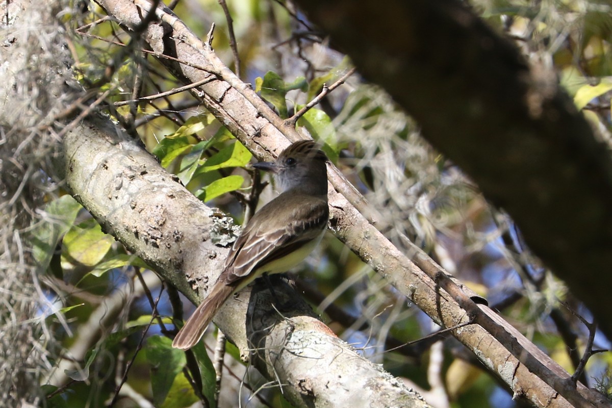 Brown-crested Flycatcher - ML187305671