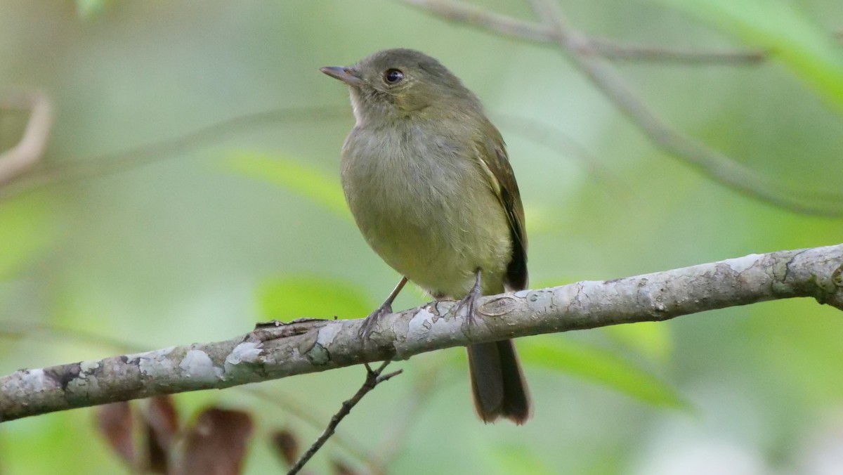 Serra do Mar Tyrant-Manakin - Mike Grant