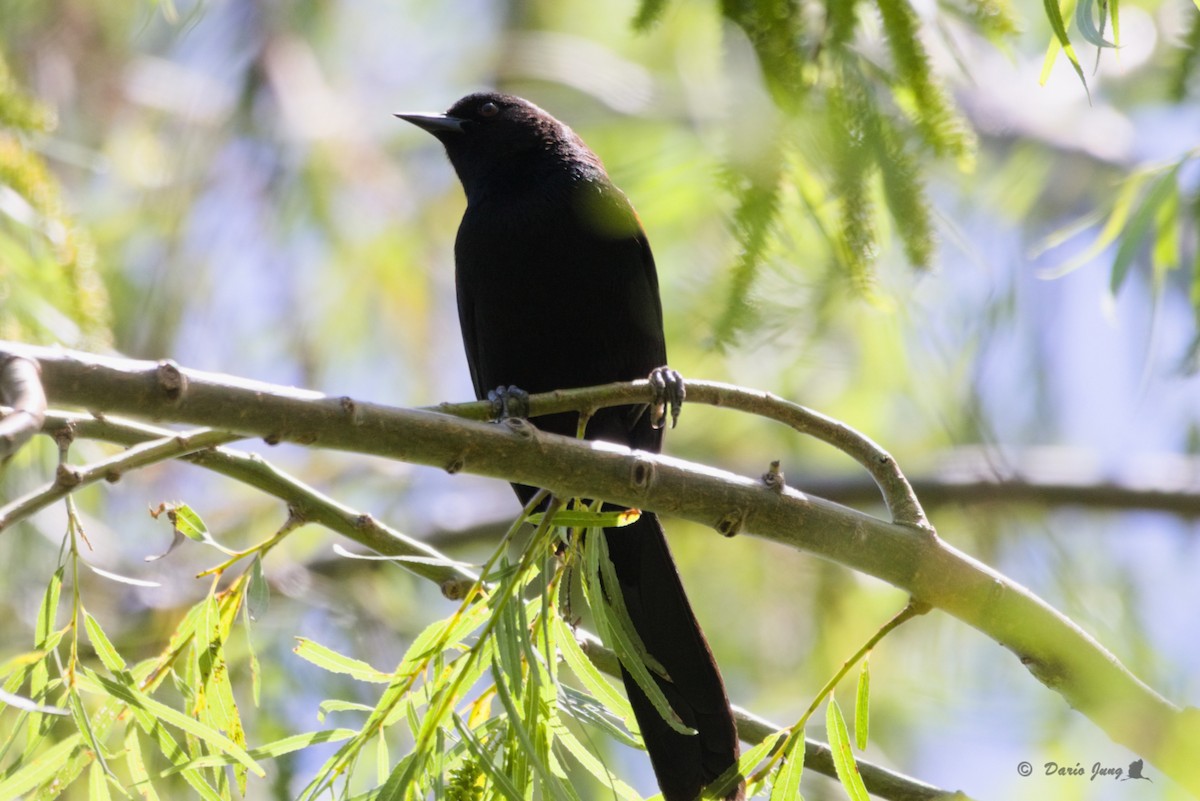 Variable Oriole - Darío Jung