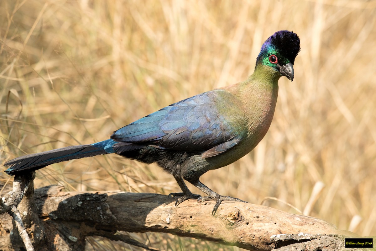 Touraco à huppe splendide - ML187308181