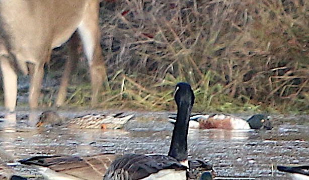Northern Shoveler - ML187309001