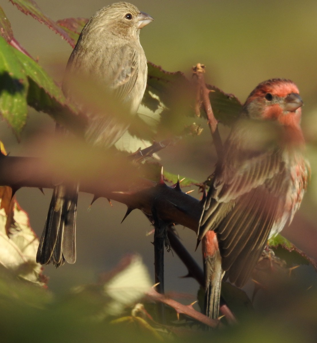 House Finch - ML187309621