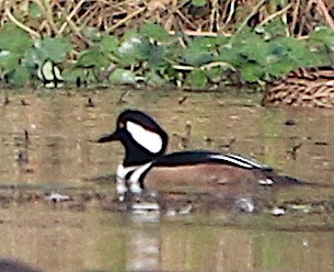 Hooded Merganser - ML187309701
