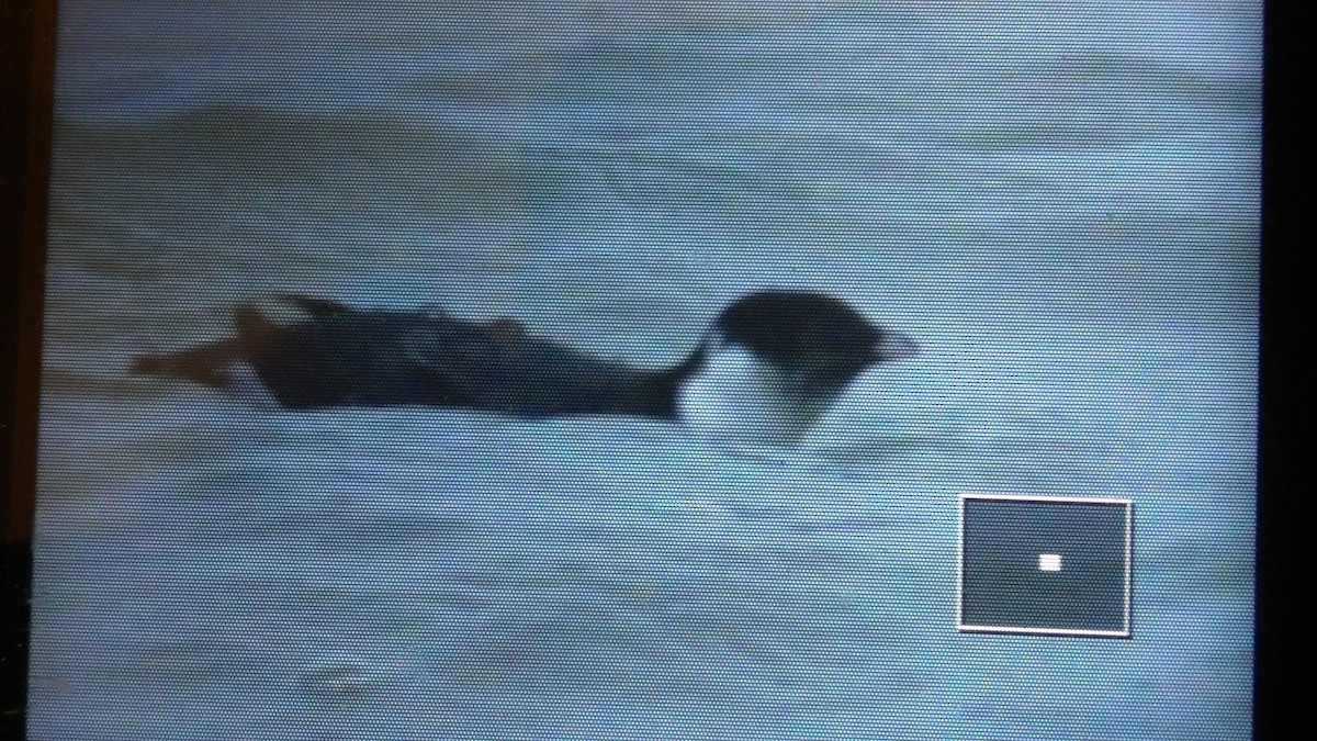 Ancient Murrelet - ML187310281