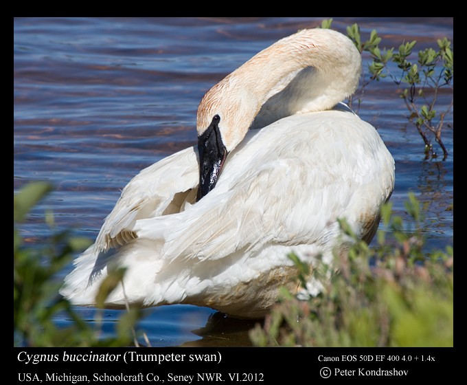 Trumpeter Swan - Peter Kondrashov