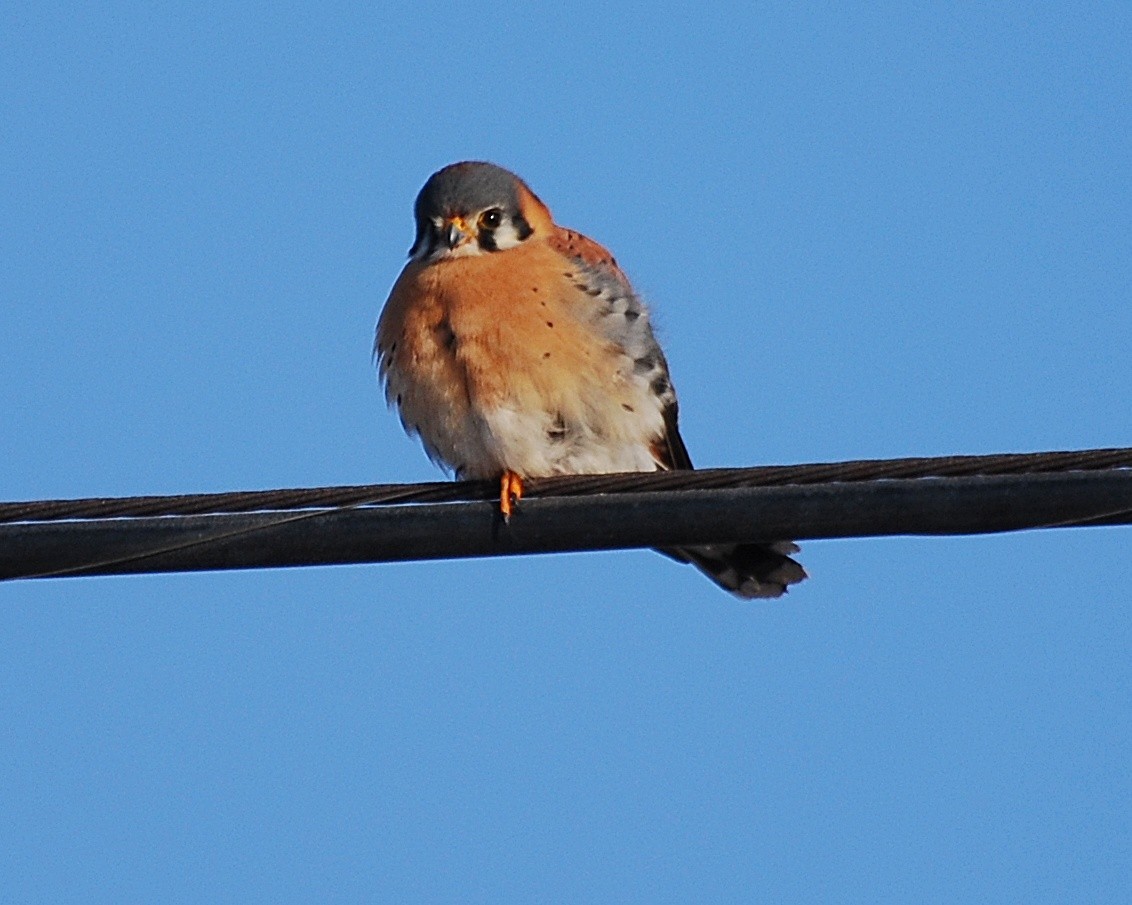 American Kestrel - Brian Hicks