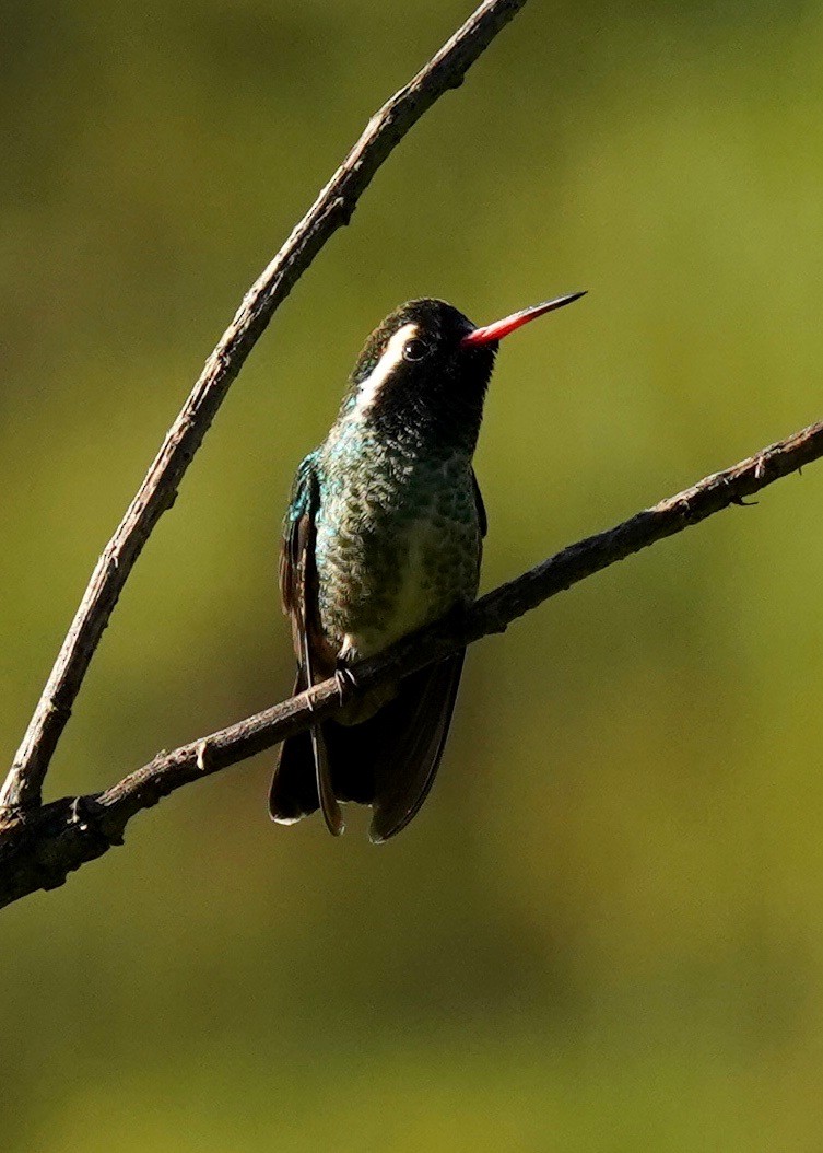 kolibřík bělouchý - ML187313621