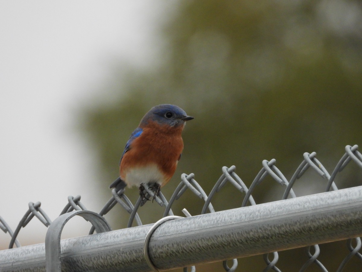 Eastern Bluebird - ML187314101