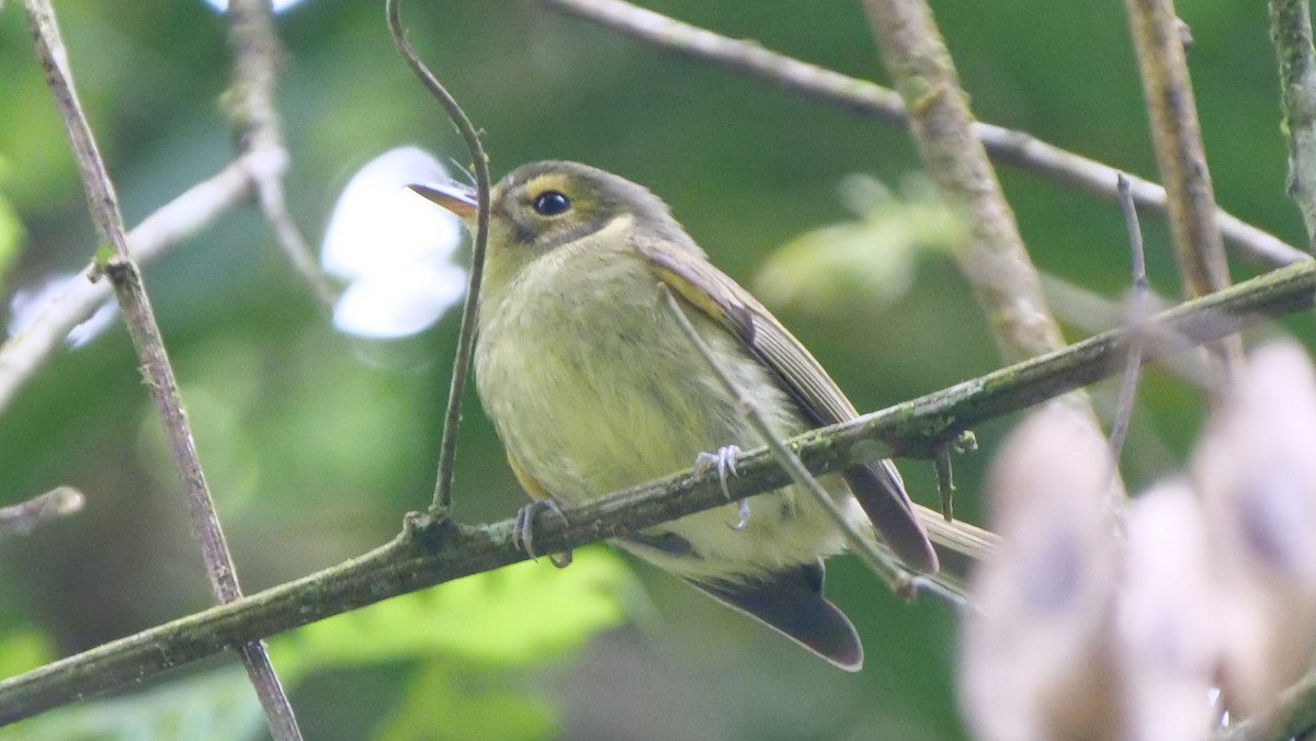 Oustalet's Tyrannulet - ML187314611