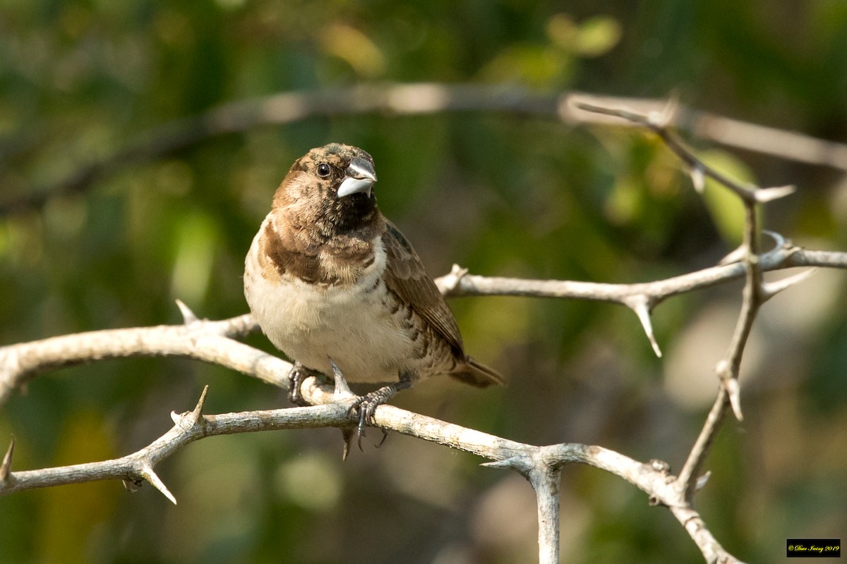 Bronze Mannikin - David Irving
